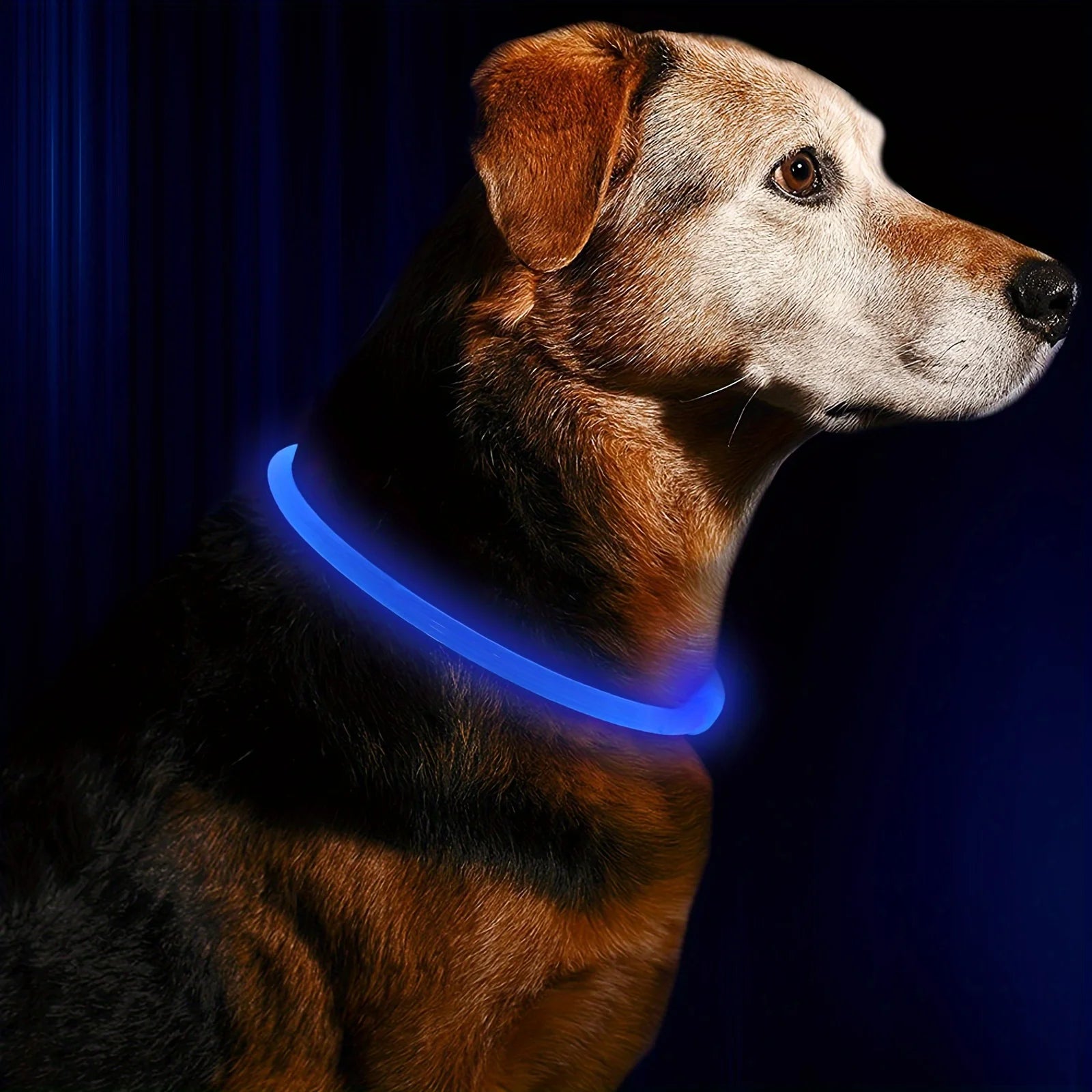 PawEssentials LED Safety Dog Collar