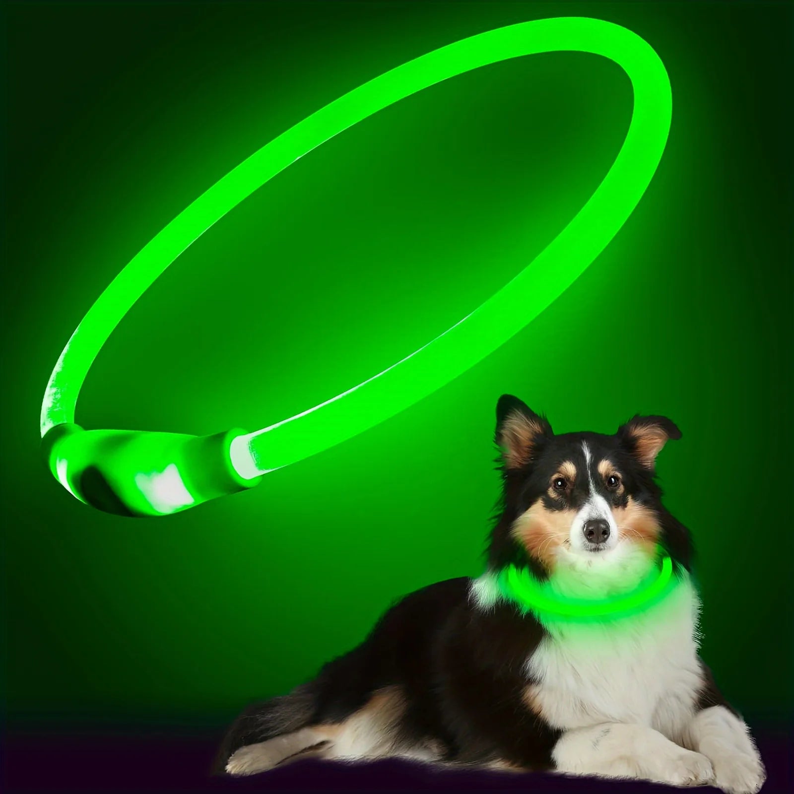 PawEssentials LED Safety Dog Collar