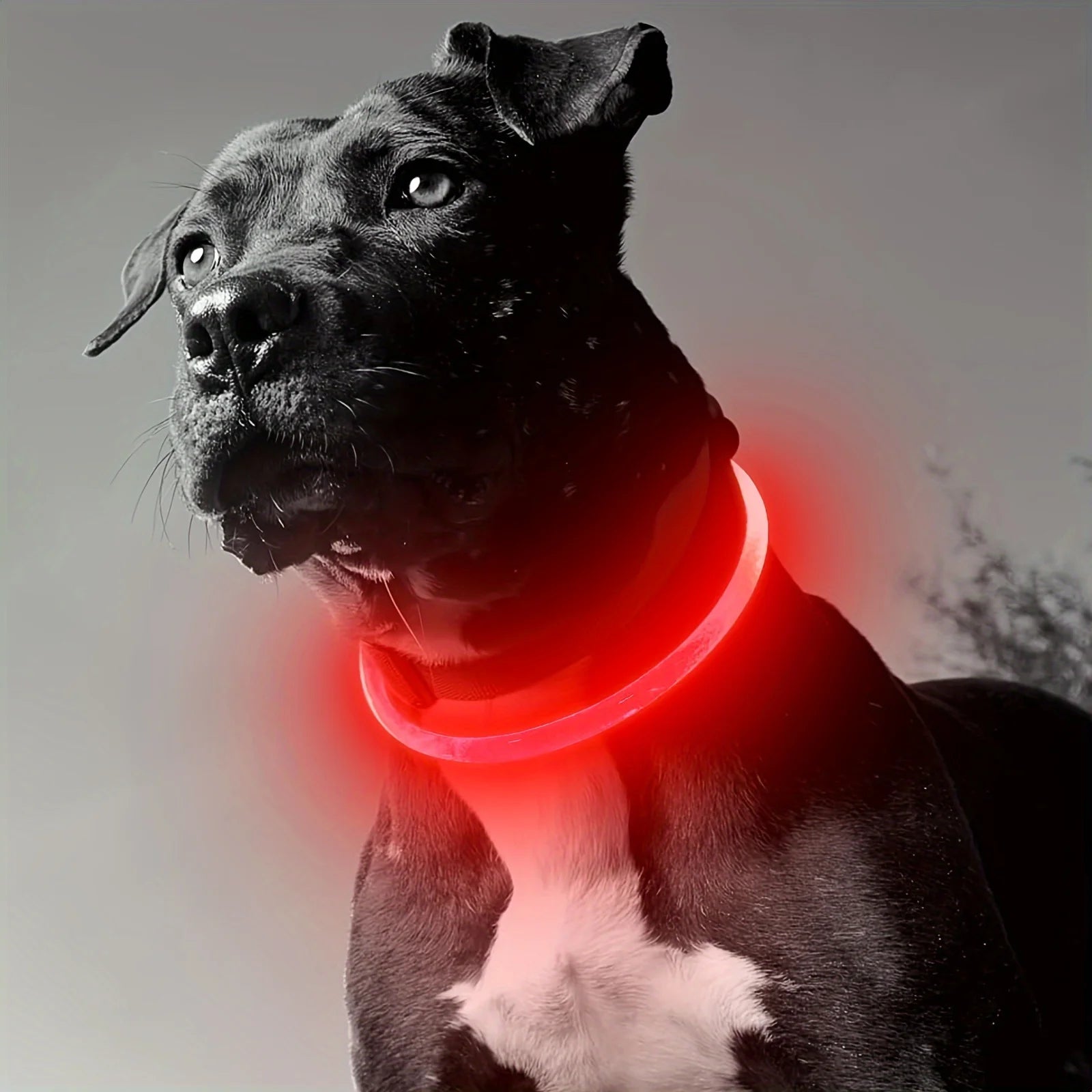 PawEssentials LED Safety Dog Collar